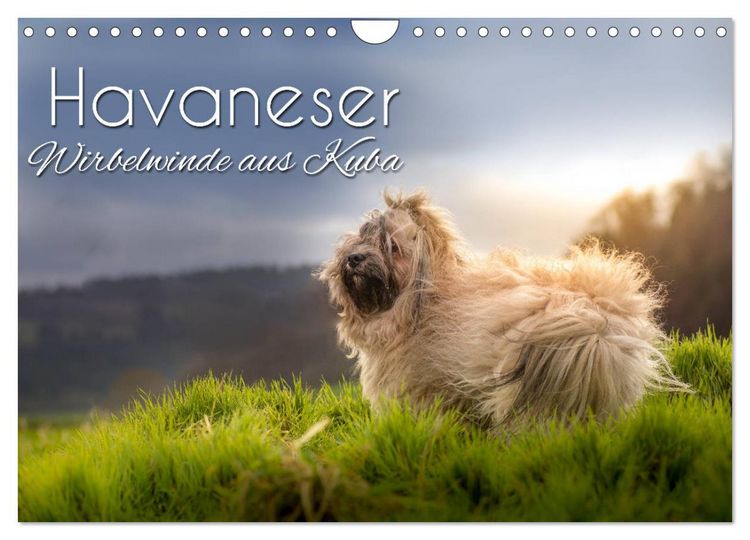 Produktbild: Havaneser - Wirbelwinde aus Kuba (Wandkalender 2026 DIN A4 quer), CALVENDO Monatskalender