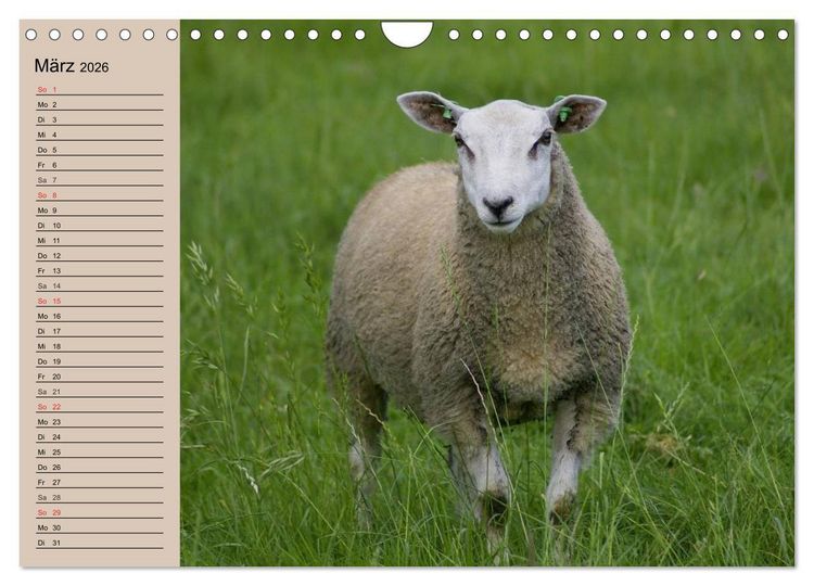 Produktbild: Schafe z&auml;hlen leicht gemacht! (Wandkalender 2026 DIN A4 quer), CALVENDO Monatskalender