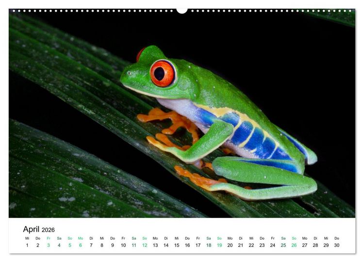 Produktbild: Costa Rica - Tropische Tierwelt (Wandkalender 2026 DIN A2 quer), CALVENDO Monatskalender