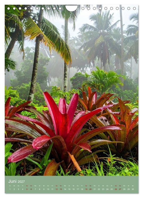 Produktbild: Bromelienzauber (Wandkalender 2027 DIN A4 hoch), CALVENDO Monatskalender