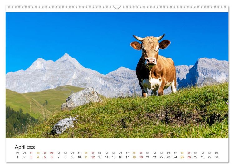 Produktbild: Gl&uuml;ckliche Bergk&uuml;he - Leben auf der Alm (Wandkalender 2026 DIN A2 quer), CALVENDO Monatskalender