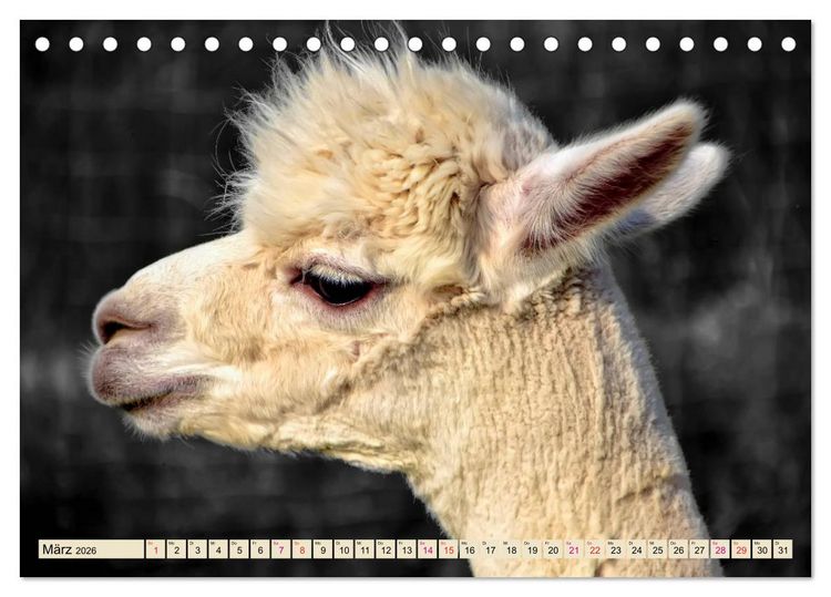 Produktbild: Alpaka Gesichter (Tischkalender 2026 DIN A5 quer), CALVENDO Monatskalender