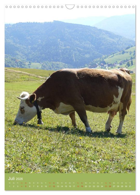 Produktbild: Schwarzwald und K&uuml;he im Hochformat (Wandkalender 2026 DIN A3 hoch), CALVENDO Monatskalender
