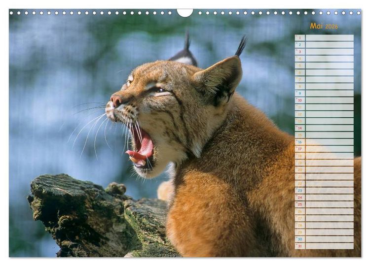 Produktbild: Tiere des Waldes (Wandkalender 2026 DIN A3 quer), CALVENDO Monatskalender