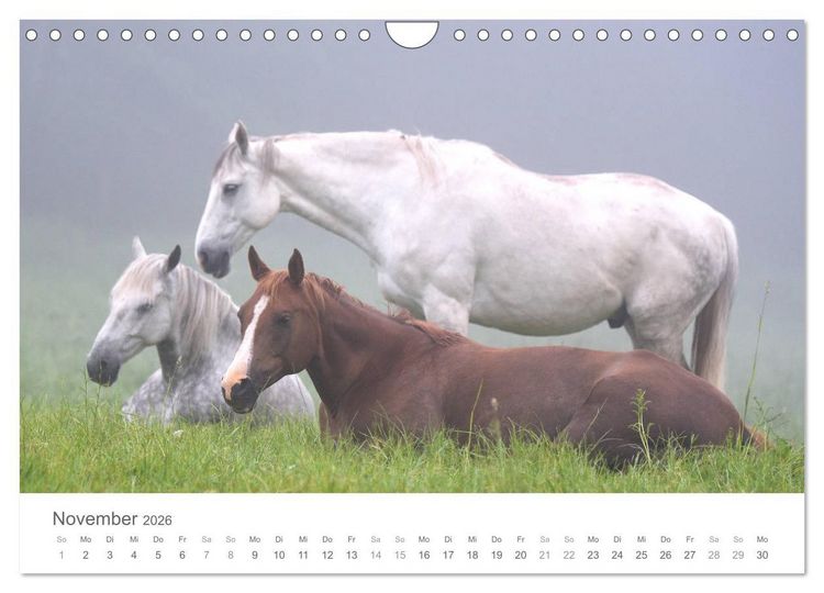 Produktbild: M&auml;rchenpferde (Wandkalender 2026 DIN A4 quer), CALVENDO Monatskalender