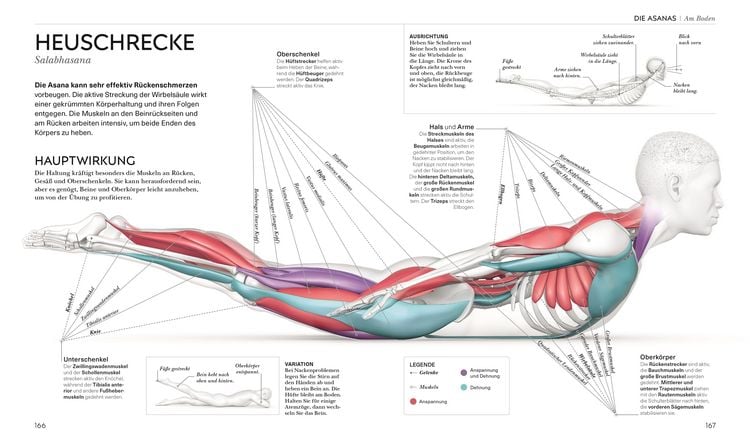 Produktbild: Yoga verstehen - Die Anatomie der Yoga-Haltungen