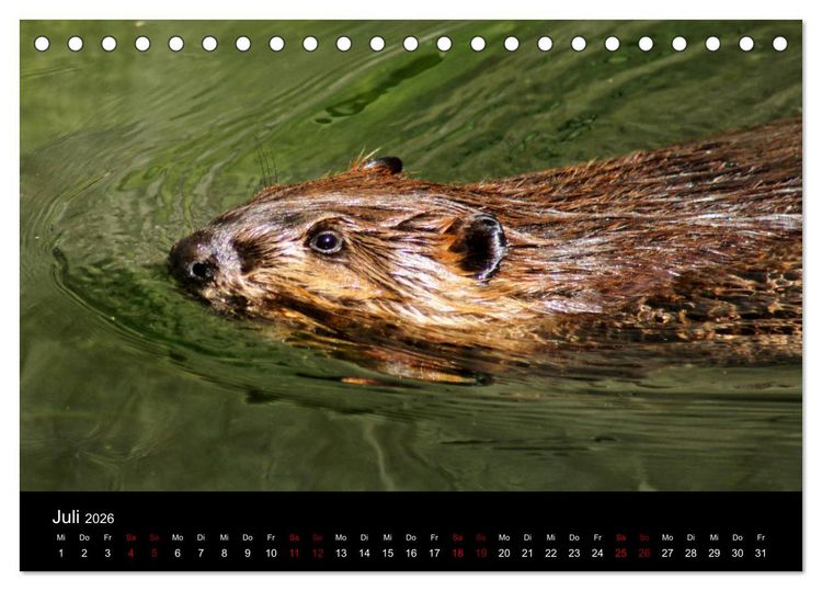 Produktbild: Das Leben der Biber (Tischkalender 2026 DIN A5 quer), CALVENDO Monatskalender