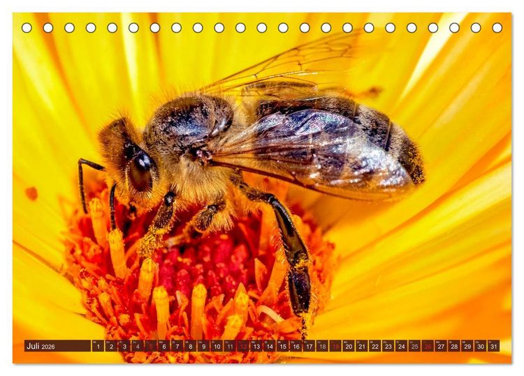 Produktbild: BIENEN - Kleine N&uuml;tzlinge ganz gro&szlig; (Tischkalender 2026 DIN A5 quer), CALVENDO Monatskalender