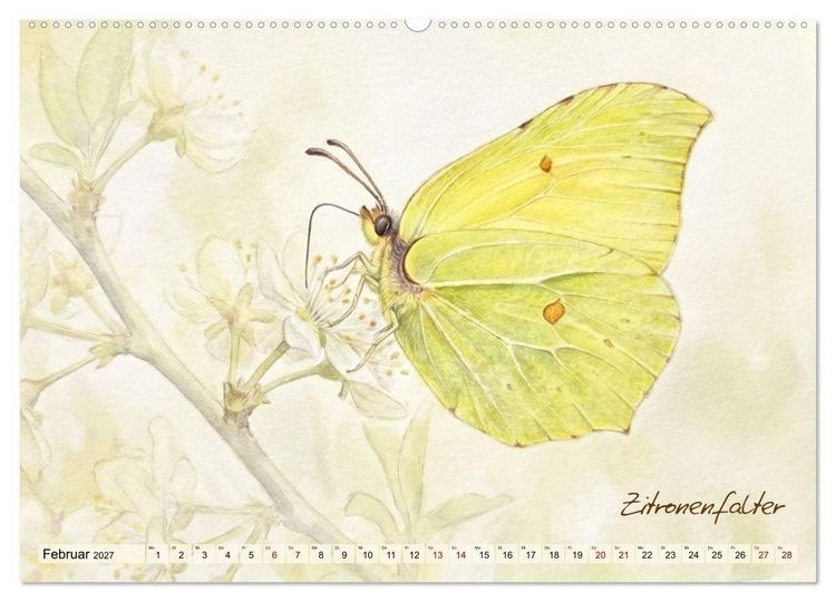 Produktbild: Kleine Wunder in Aquarell - Heimische Insekten kunstvoll illustriert (hochwertiger Premium Wandkalender 2027 DIN A2 quer), Kunstdruck in Hochglanz