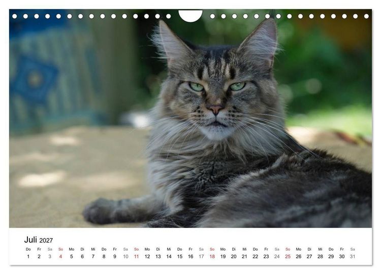 Produktbild: Rassekatzen 2027 (Wandkalender 2027 DIN A4 quer), CALVENDO Monatskalender