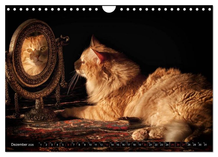 Produktbild: KATZEN Beautys (Wandkalender 2026 DIN A4 quer), CALVENDO Monatskalender