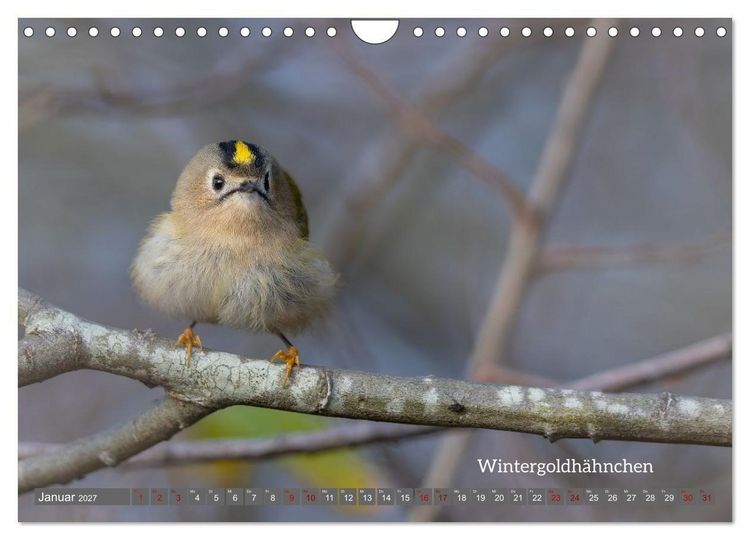 Produktbild: Vogelfotografie aus dem Norden (Wandkalender 2027 DIN A4 quer), CALVENDO Monatskalender