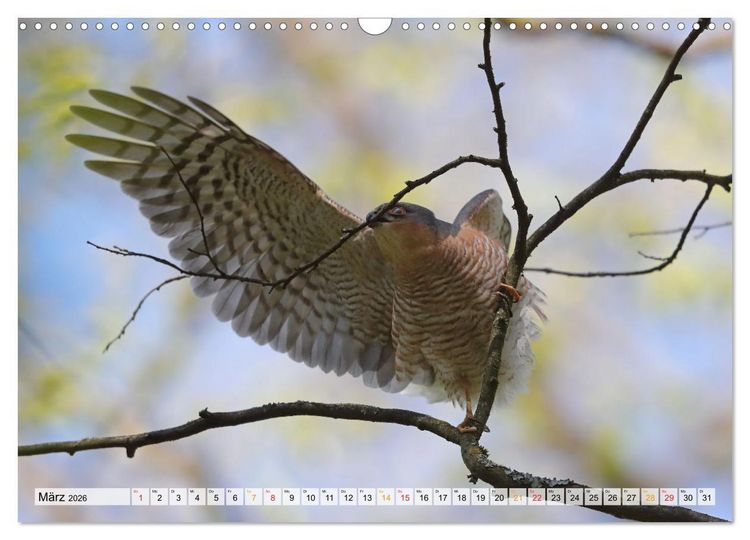 Produktbild: Spitze Krallen und scharfer Blick - Verhalten Sperber (Wandkalender 2026 DIN A3 quer), CALVENDO Monatskalender