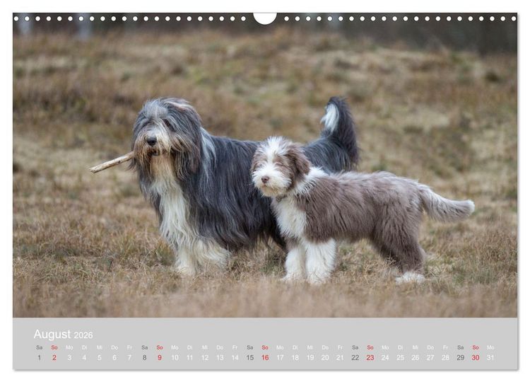 Produktbild: BEARDED COLLIES 2026 (Wandkalender 2026 DIN A3 quer), CALVENDO Monatskalender