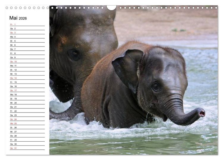 Produktbild: Elefanten - Wasserspa&szlig; am Strand (Wandkalender 2026 DIN A3 quer), CALVENDO Monatskalender