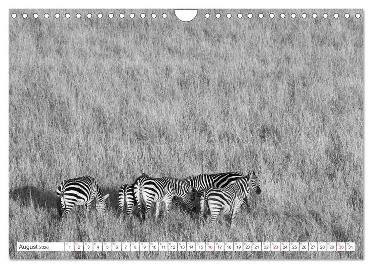 Produktbild: Emotionale Momente: Zebras - black & white. (Wandkalender 2026 DIN A4 quer), CALVENDO Monatskalender