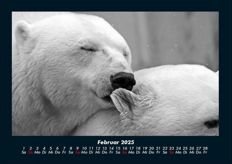 Produktbild: Eisb&auml;ren 2025 Fotokalender DIN A4