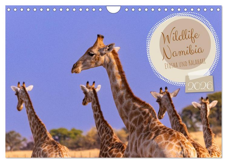 Produktbild: Wildlife Namibia - Etosha und Kalahari (Wandkalender 2026 DIN A4 quer), CALVENDO Monatskalender