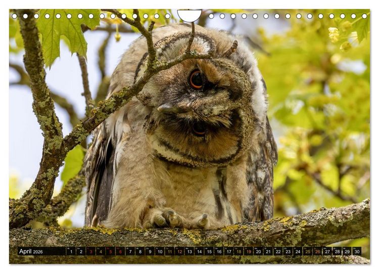 Produktbild: Eulen - Fl&uuml;gel der Nacht (Wandkalender 2026 DIN A4 quer), CALVENDO Monatskalender