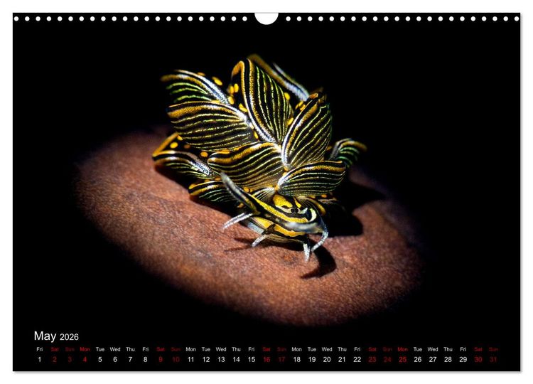 Produktbild: Diving in Indonesia - BEAUTIFUL NUDIBRANCHS (Wall Calendar 2026 DIN A3 landscape), CALVENDO 12 Month Wall Calendar