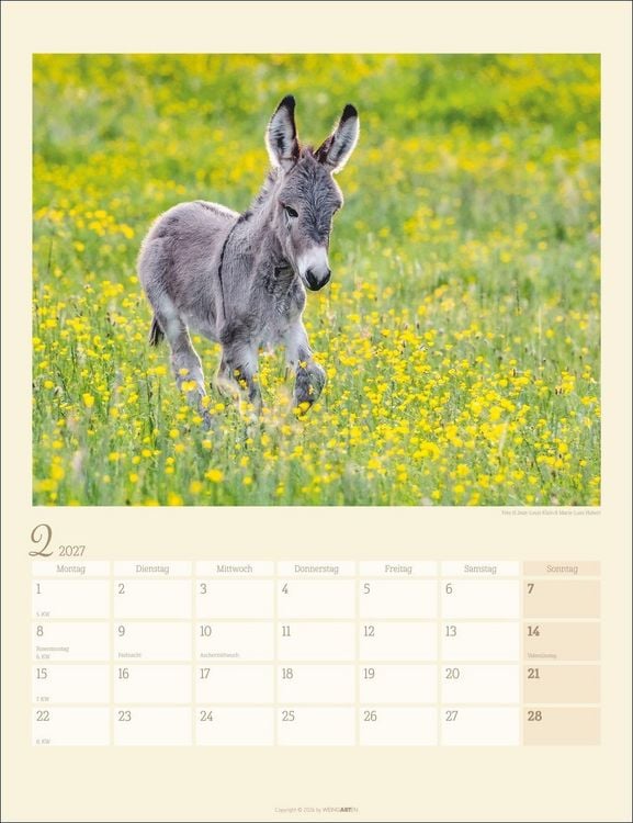 Produktbild: Esel Kalender 2027