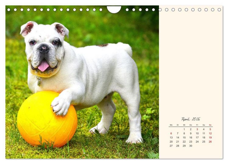 Produktbild: Dicke Freunde. Englische Bulldoggen (Wandkalender 2026 DIN A4 quer), CALVENDO Monatskalender