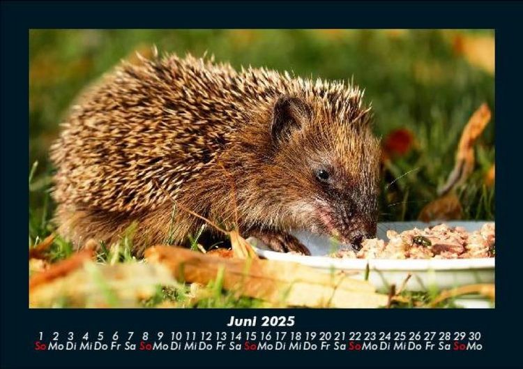 Produktbild: Der Tierkalender 2025 Fotokalender DIN A5