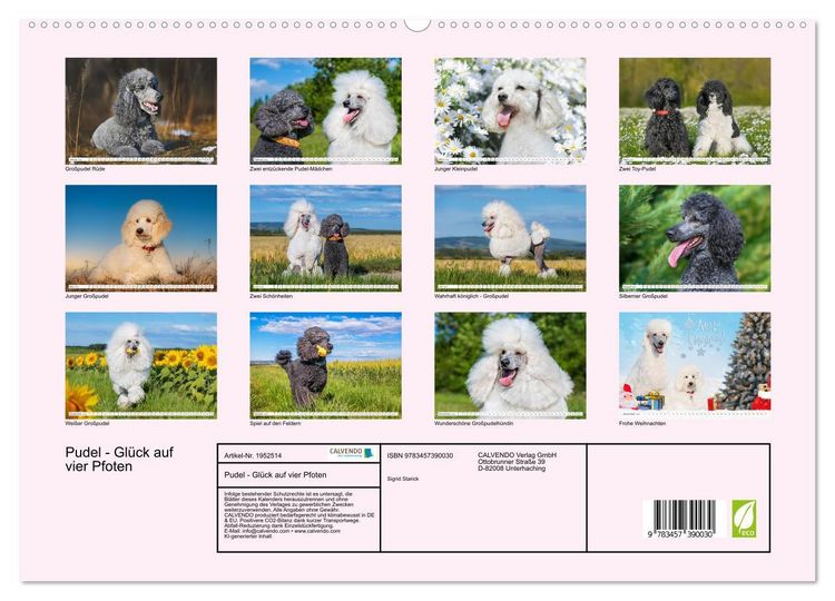 Produktbild: Pudel - Gl&uuml;ck auf vier Pfoten (hochwertiger Premium Wandkalender 2026 DIN A2 quer), Kunstdruck in Hochglanz