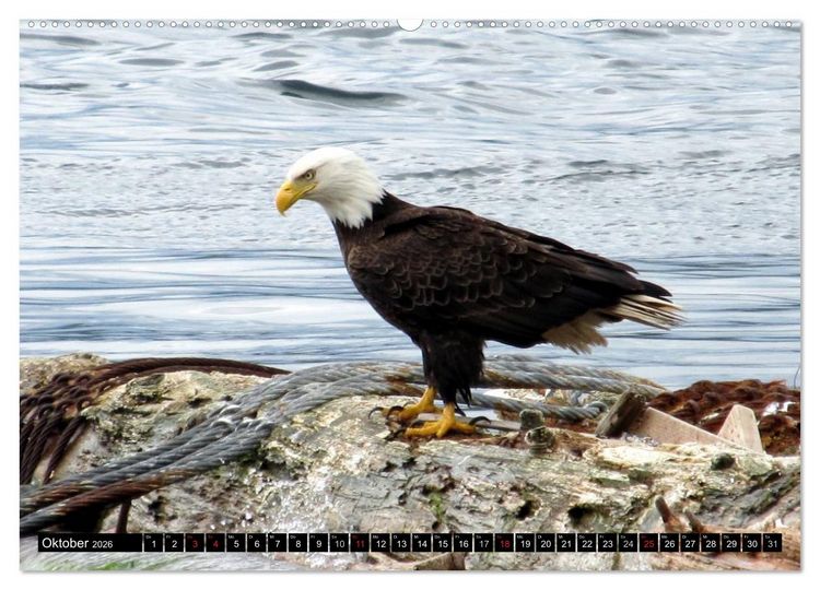 Produktbild: Wei&szlig;kopfseeadler. Symbol der Freiheit (hochwertiger Premium Wandkalender 2026 DIN A2 quer), Kunstdruck in Hochglanz