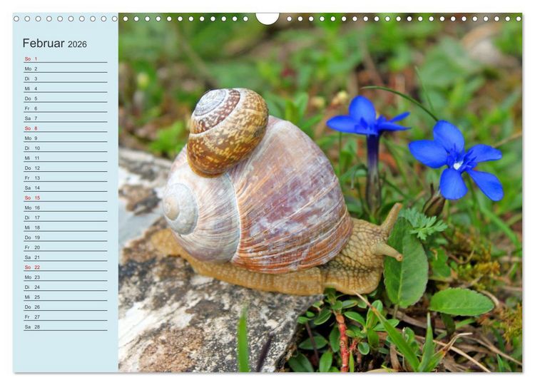 Produktbild: Wir sind die Stars im Wald (Wandkalender 2026 DIN A3 quer), CALVENDO Monatskalender