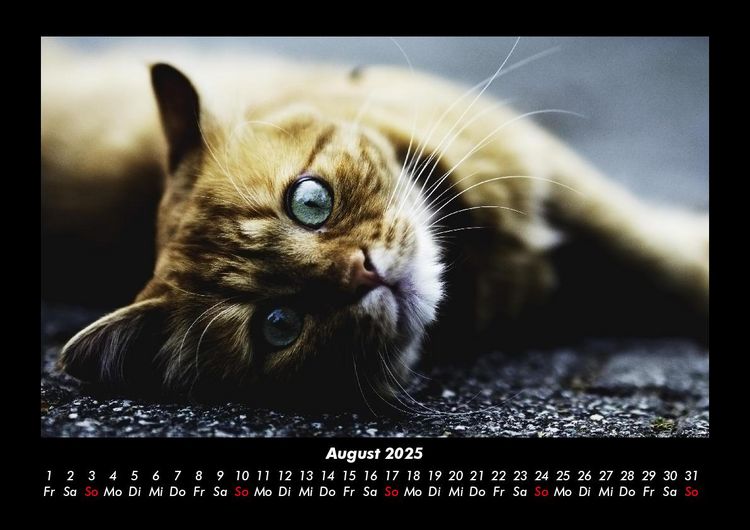 Produktbild: F&uuml;r Katzenfreunde 2025 Fotokalender DIN A3