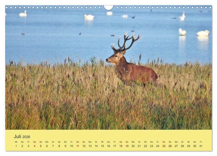 Produktbild: K&uuml;sten Hirsche - Rotwild auf dem Dar&szlig; (Wandkalender 2026 DIN A3 quer), CALVENDO Monatskalender