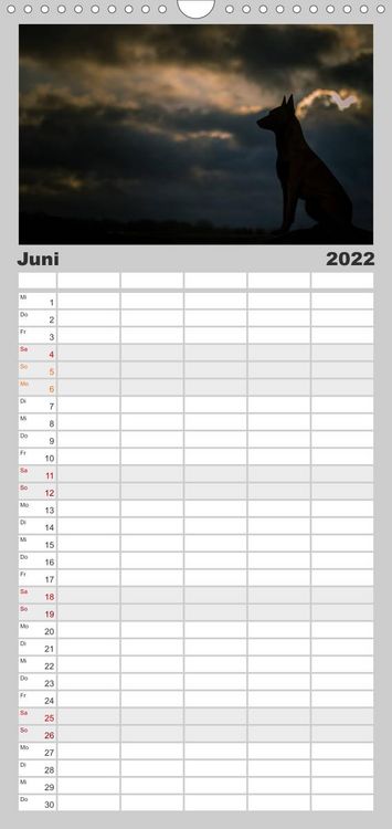Familienplaner Belgische Schäferhunde - Der Malinois im Licht (Wandkalender 2022 , 21 cm x 45 cm, hoch)