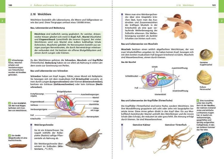 Produktbild: Basiswissen Schule &ndash; Biologie 5. bis 10. Klasse