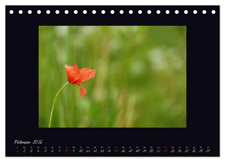 Produktbild: MOHNographie (Tischkalender 2026 DIN A5 quer), CALVENDO Monatskalender