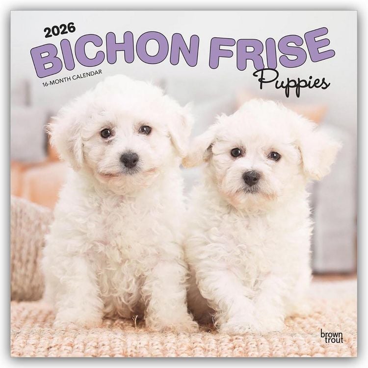 Produktbild: Bichon Frisé Puppies – Bichon Frisé Welpen 2026 – 16-Monatskalender