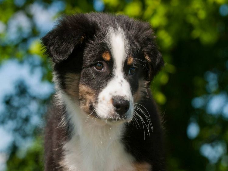 Produktbild: CALVENDO Puzzle Ein Motiv aus dem Kalender Bekannt wie ein bunter Hund. Australian Shepherd - Familienplaner hoch | 1000 Teile Lege-Gr&ouml;&szlig;e 64x48cm Foto