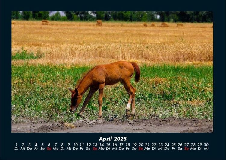 Produktbild: Pferde Kalender 2025 Fotokalender DIN A4