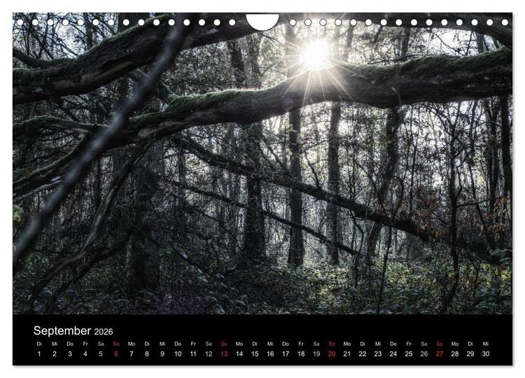 Produktbild: Mystische W&auml;lder (Wandkalender 2026 DIN A4 quer), CALVENDO Monatskalender