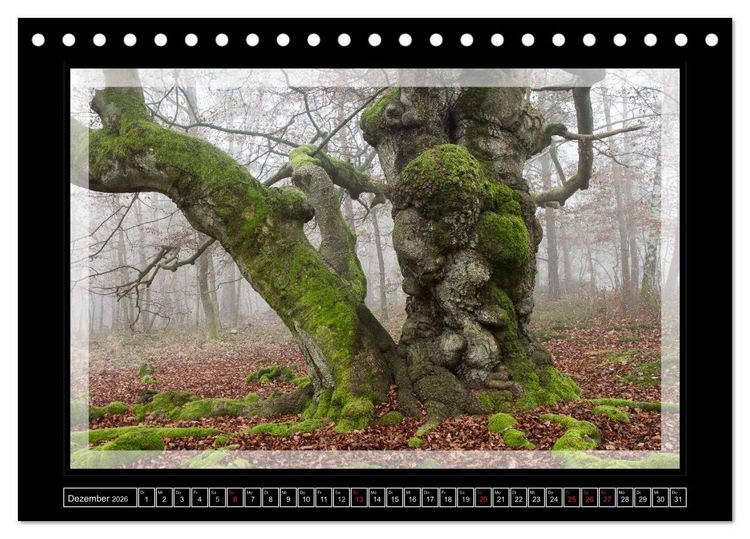 Produktbild: Zauberwald HALLOH (Tischkalender 2026 DIN A5 quer), CALVENDO Monatskalender