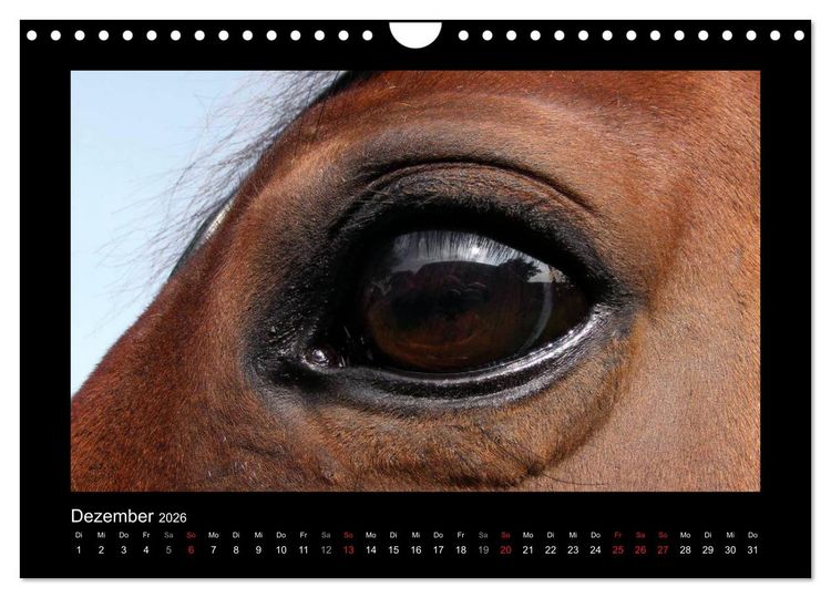 Produktbild: Zauberhafte Pferde (Wandkalender 2026 DIN A4 quer), CALVENDO Monatskalender