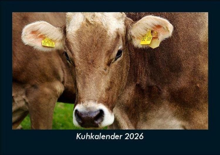 Produktbild: Kuhkalender 2026 Fotokalender DIN A5