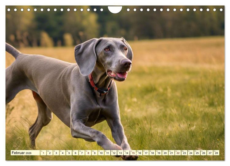Produktbild: Weimaraner - der ideale Jagdbegleiter (Wandkalender 2026 DIN A4 quer), CALVENDO Monatskalender