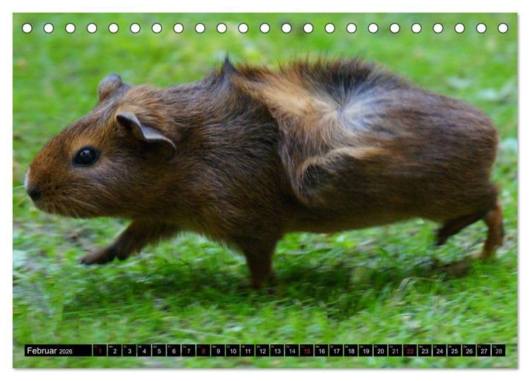 Produktbild: Kuschelige Meerschweinchen (Tischkalender 2026 DIN A5 quer), CALVENDO Monatskalender