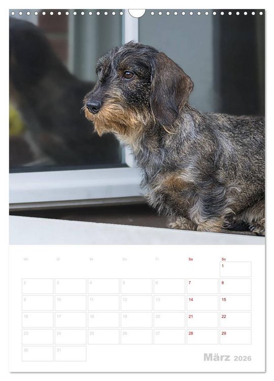 Produktbild: Der Dackel (M)ein treuer Weggef&auml;hrte (Wandkalender 2026 DIN A3 hoch), CALVENDO Monatskalender