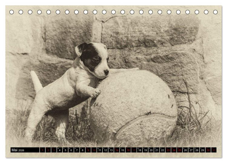 Produktbild: Parson Jack Russel Welpen (Tischkalender 2026 DIN A5 quer), CALVENDO Monatskalender