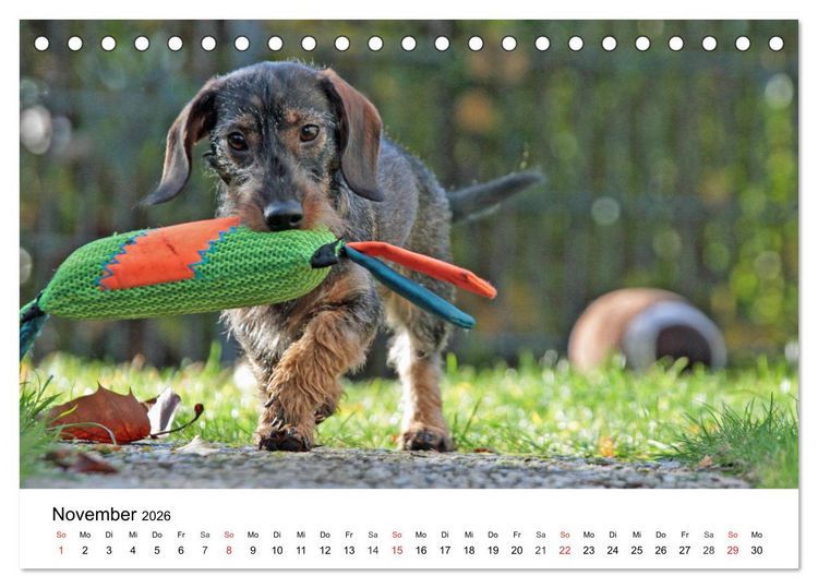 Produktbild: Ein Dackelkind blickt zur&uuml;ck (Tischkalender 2026 DIN A5 quer), CALVENDO Monatskalender