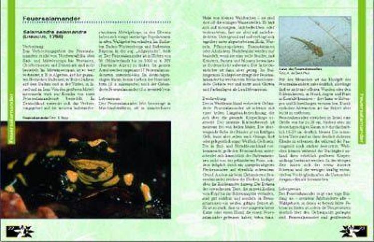 Produktbild: Amphibien am Gartenteich