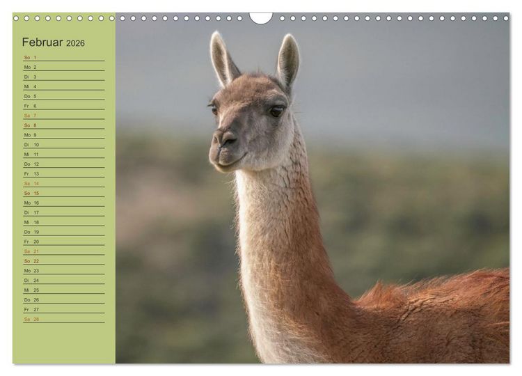 Produktbild: Wildlife S&uuml;damerika (Wandkalender 2026 DIN A3 quer), CALVENDO Monatskalender