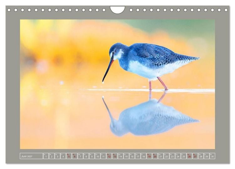 Produktbild: Limikolen - Watv&ouml;gel aus Europa (Wandkalender 2027 DIN A4 quer), CALVENDO Monatskalender